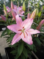 [1782 Justina TL No01.JPG]